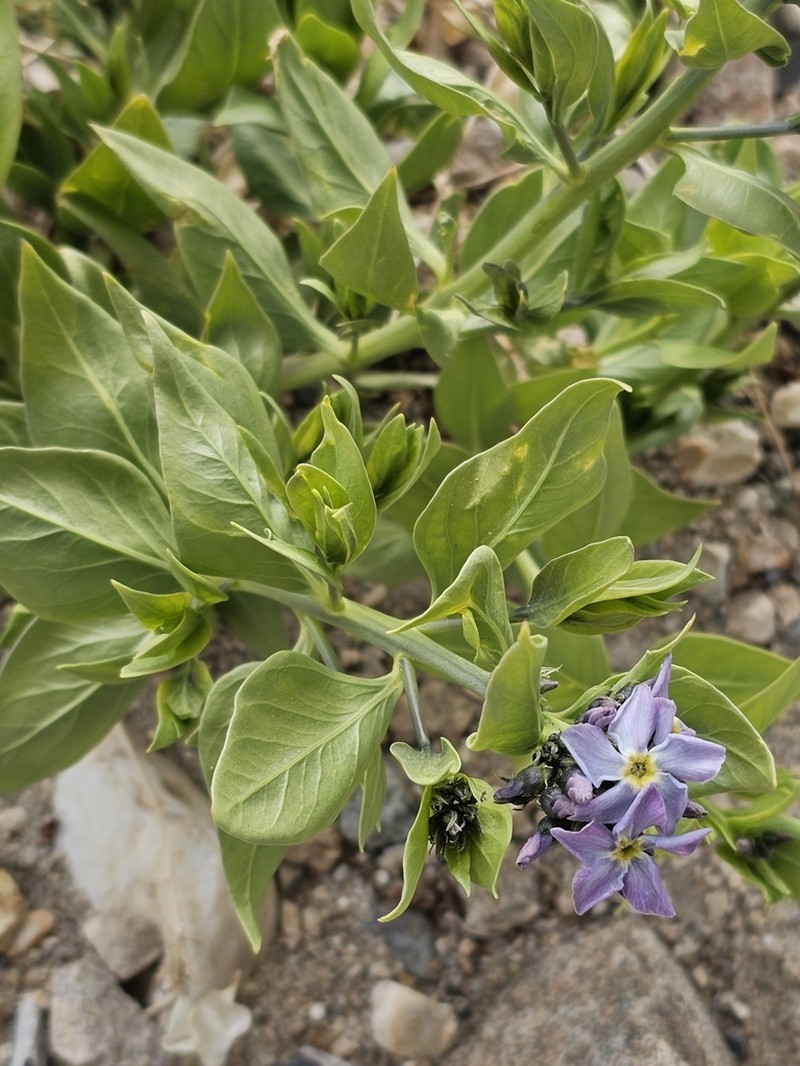 Woolly Bluestar photo 4