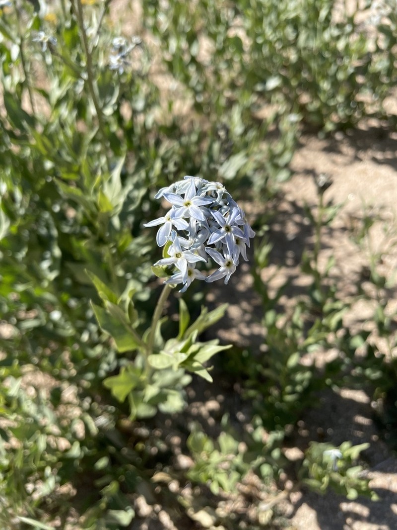 Woolly Bluestar photo 7