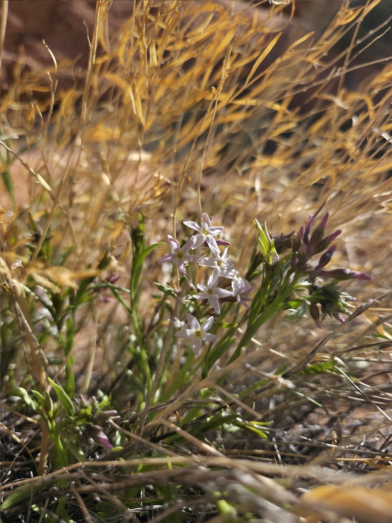 Amsonia tomentosa var. stenophylla