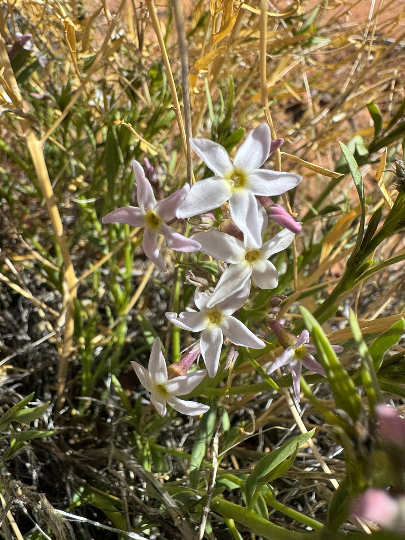 Amsonia tomentosa var. stenophylla photo 2