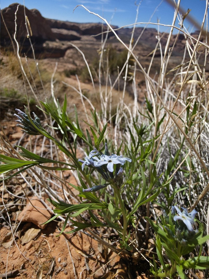 Amsonia tomentosa var. stenophylla photo 3