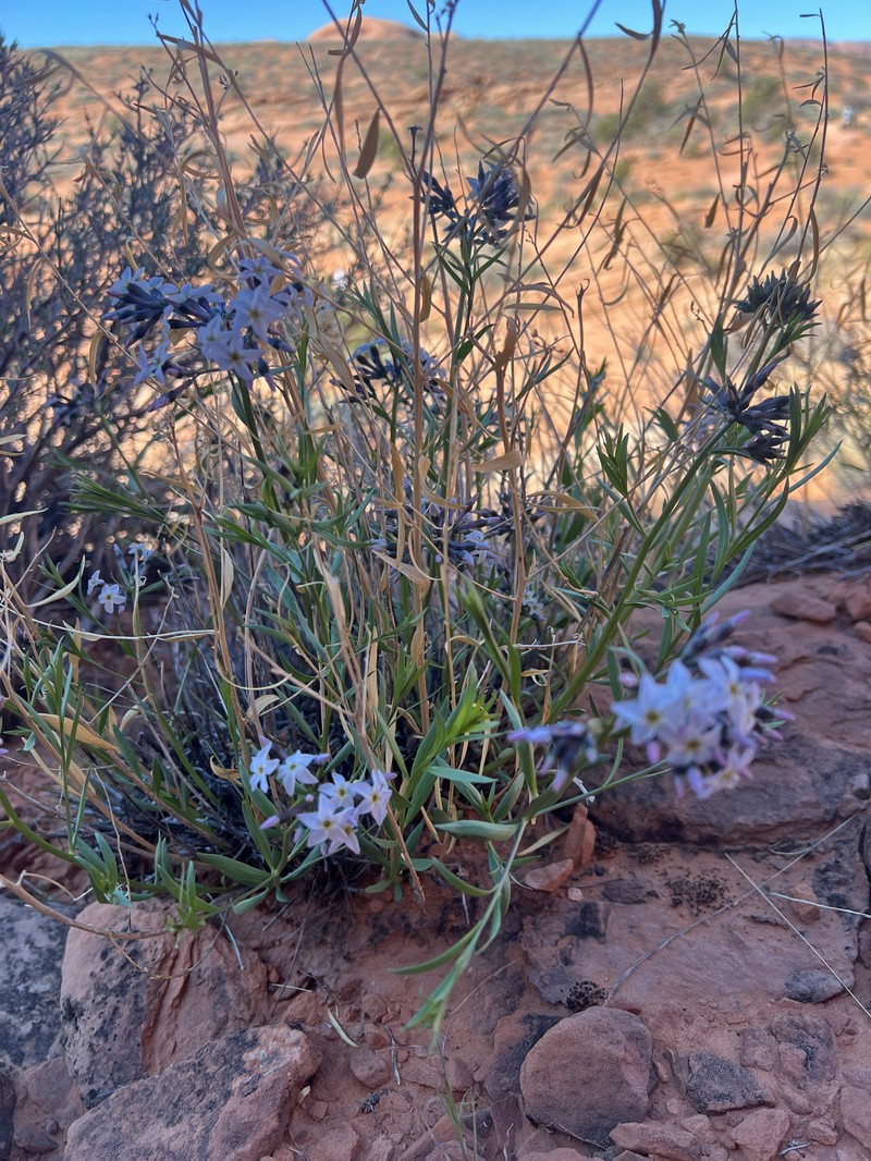 Amsonia tomentosa var. stenophylla photo 5