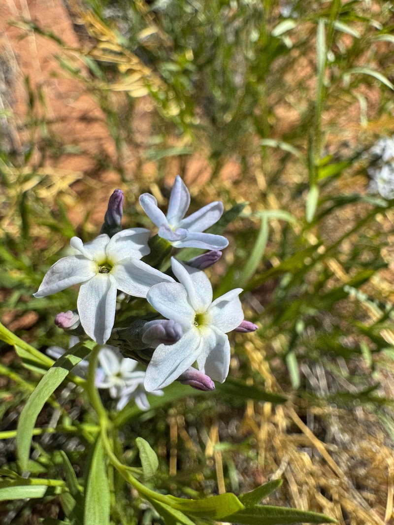 Amsonia tomentosa var. stenophylla photo 6