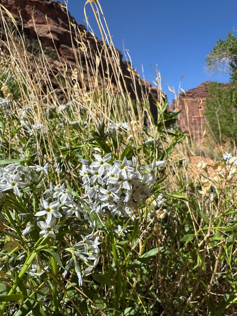 Amsonia tomentosa var. stenophylla photo 7