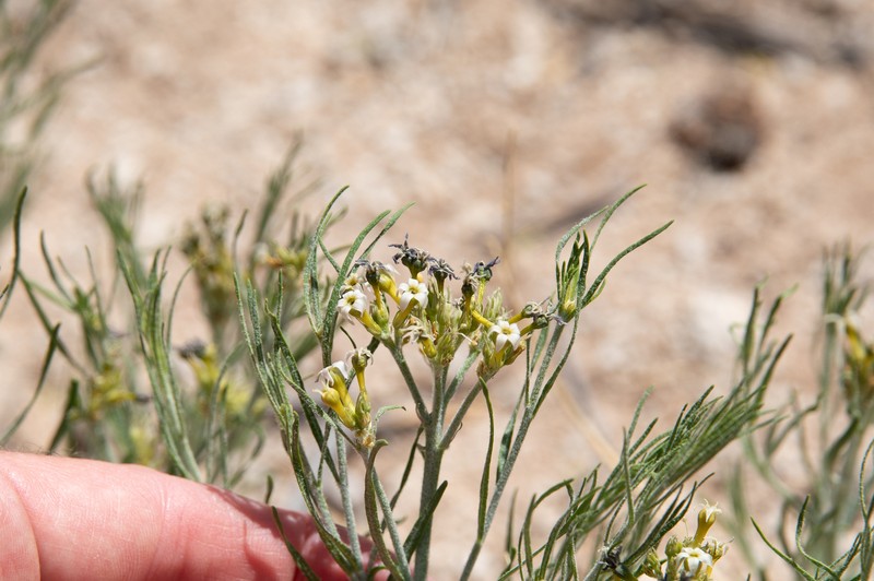 Amsonia tomentosa var. stenophylla photo 8