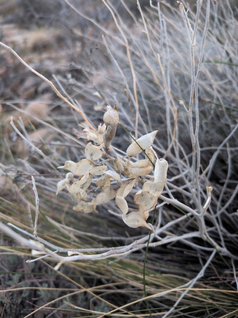 Amsonia tomentosa var. tomentosa