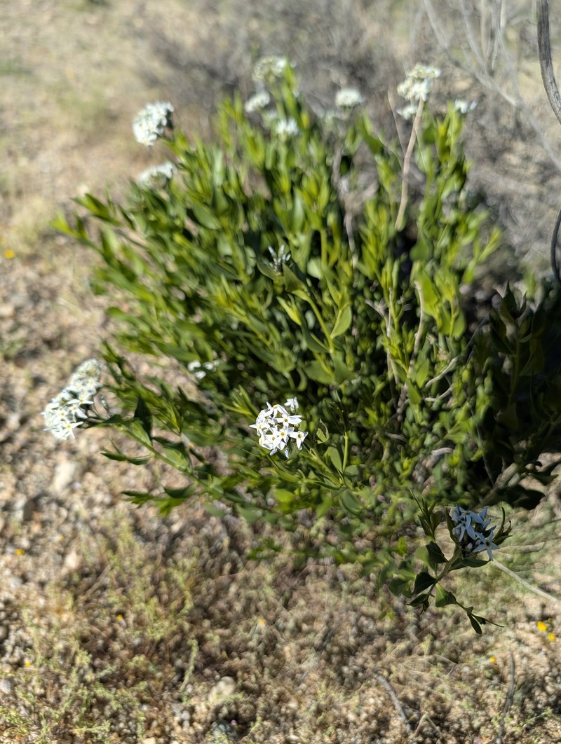 Amsonia tomentosa var. tomentosa photo 2