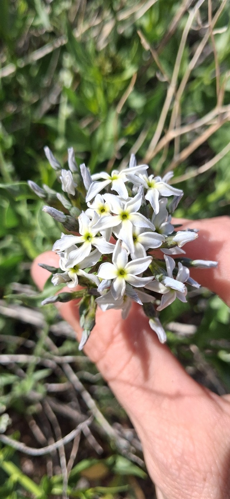 Amsonia tomentosa var. tomentosa photo 3
