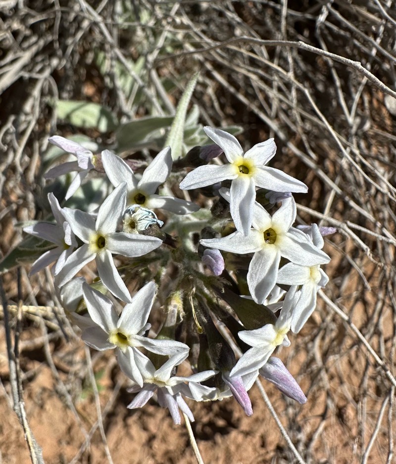 Amsonia tomentosa var. tomentosa photo 4