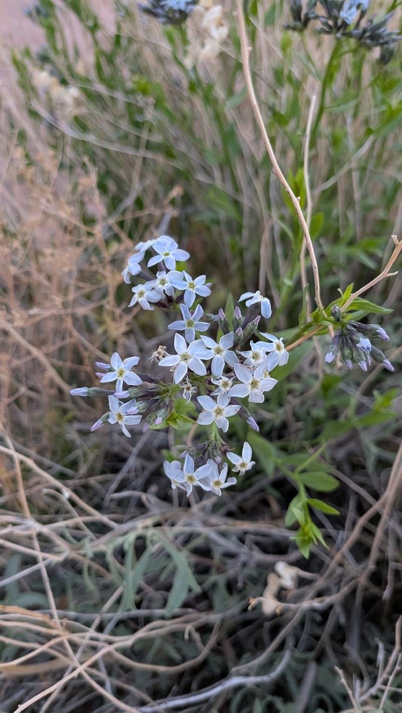 Amsonia tomentosa var. tomentosa photo 5