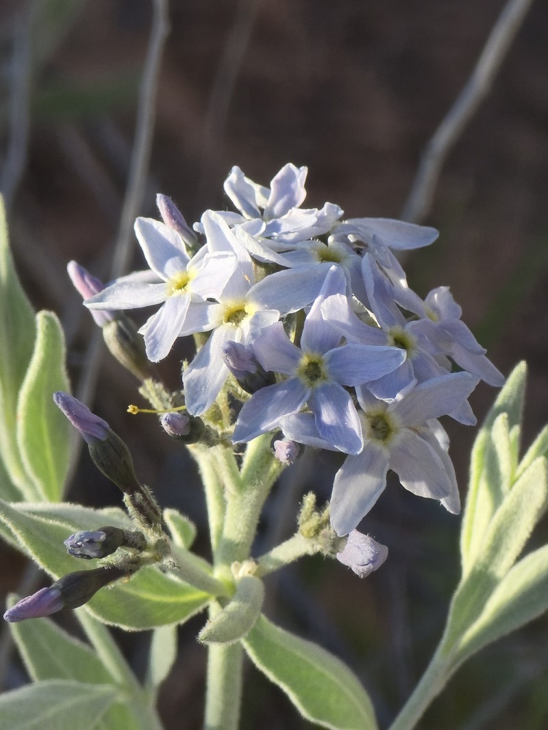Amsonia tomentosa var. tomentosa photo 6