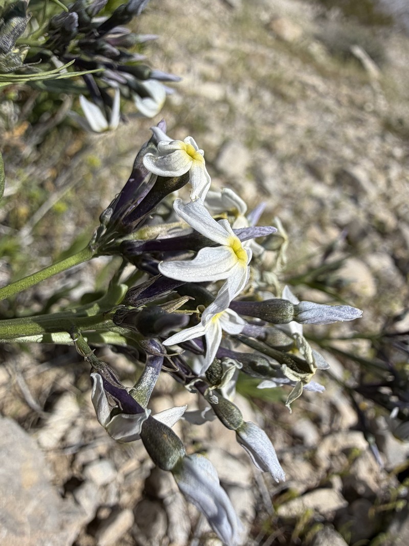 Amsonia tomentosa var. tomentosa photo 7