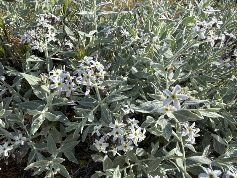 Amsonia tomentosa var. tomentosa photo 8