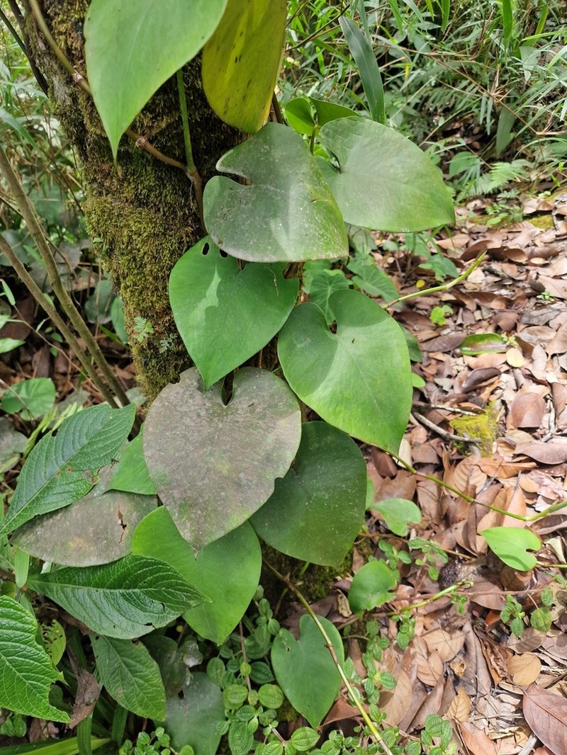 Amydrium humile photo 2