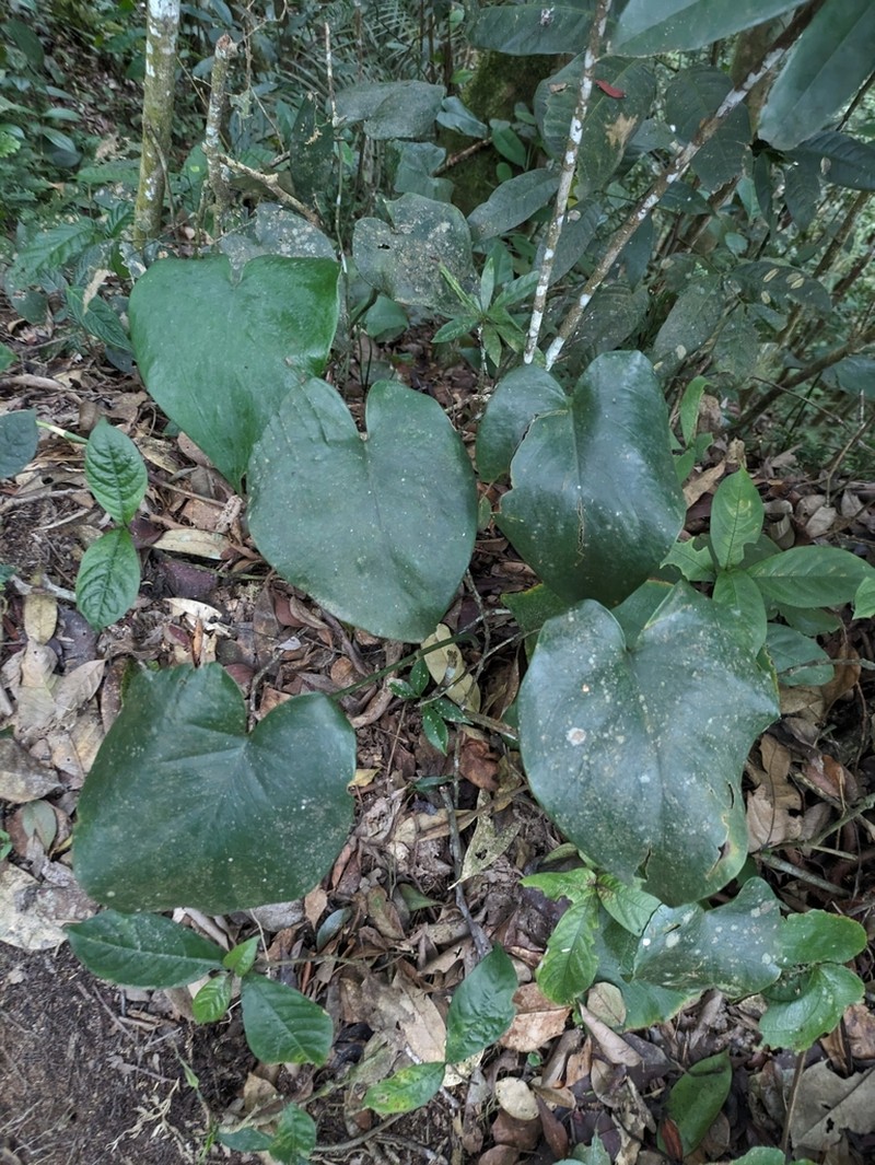 Amydrium humile photo 3