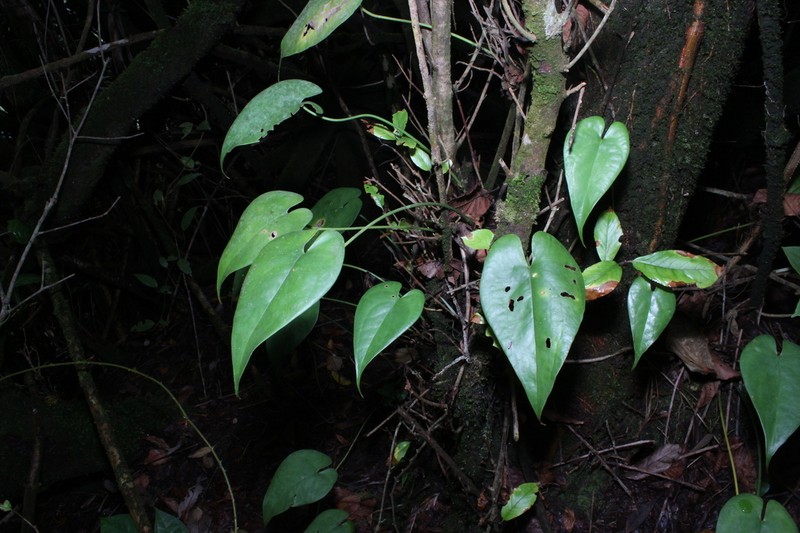 Amydrium humile photo 4