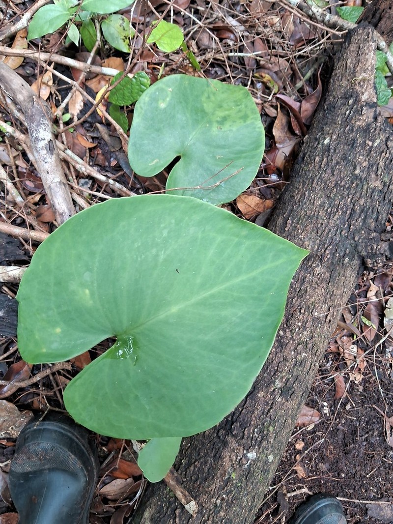 Amydrium humile photo 5