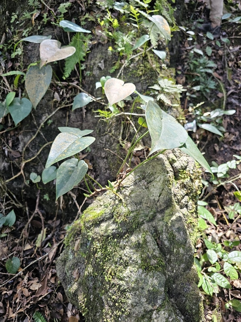 Amydrium humile photo 7
