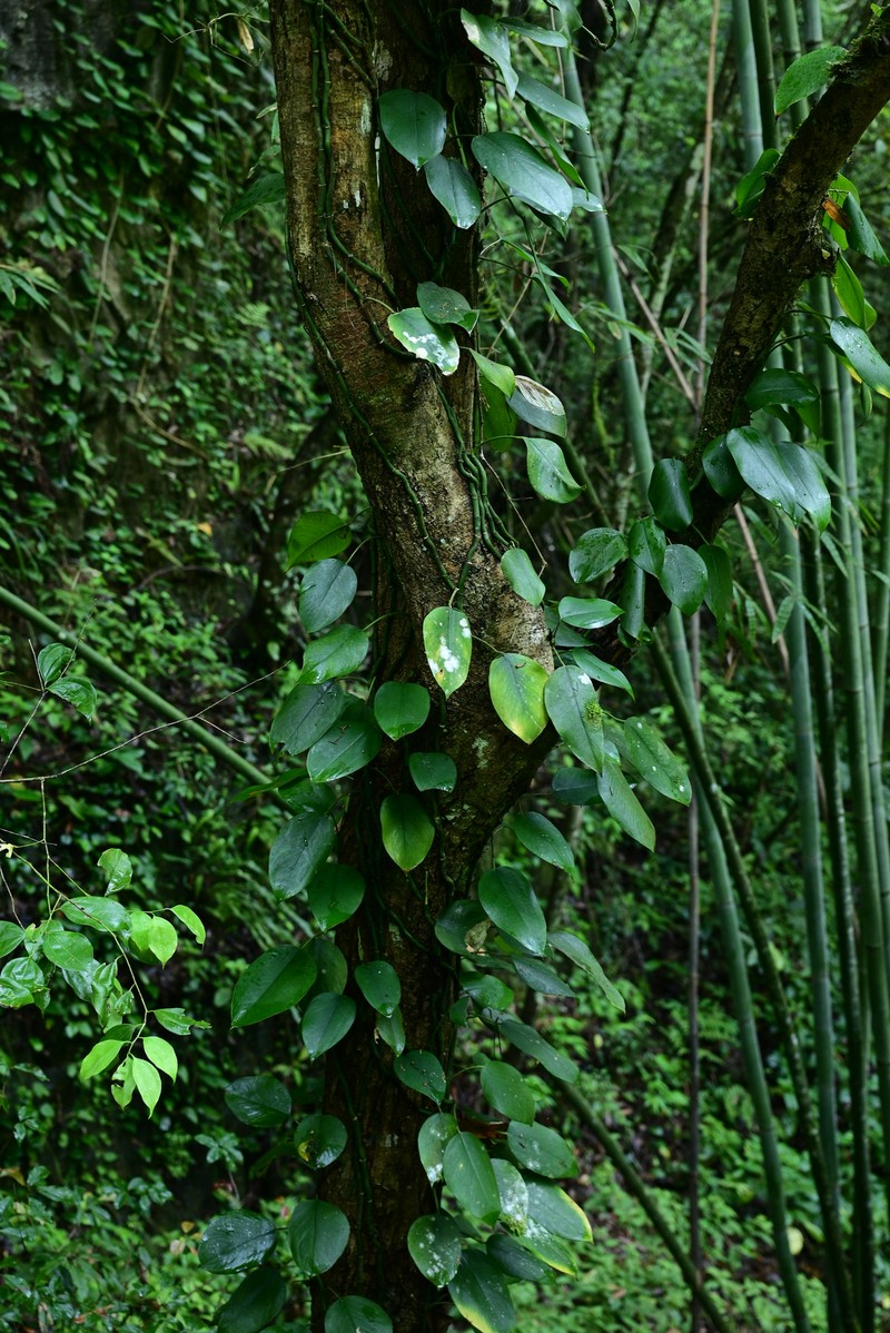 Amydrium sinense photo 2