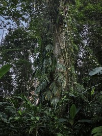Amydrium zippelianum