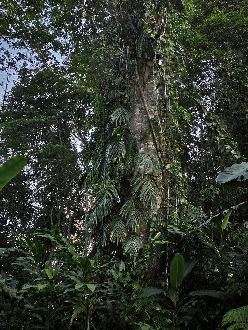 Amydrium zippelianum