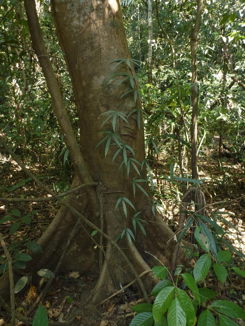 Amydrium zippelianum photo 2