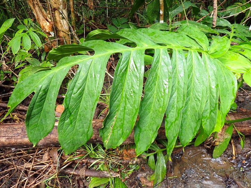 Amydrium zippelianum photo 3