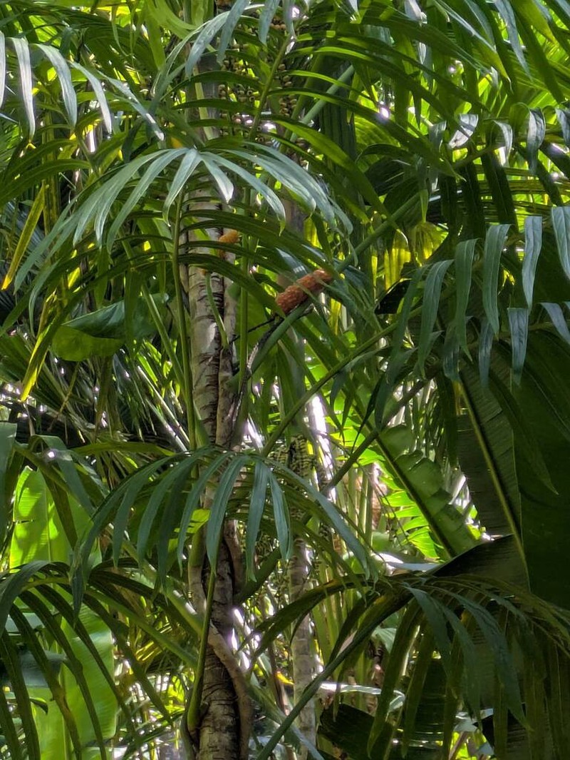 Amydrium zippelianum photo 6