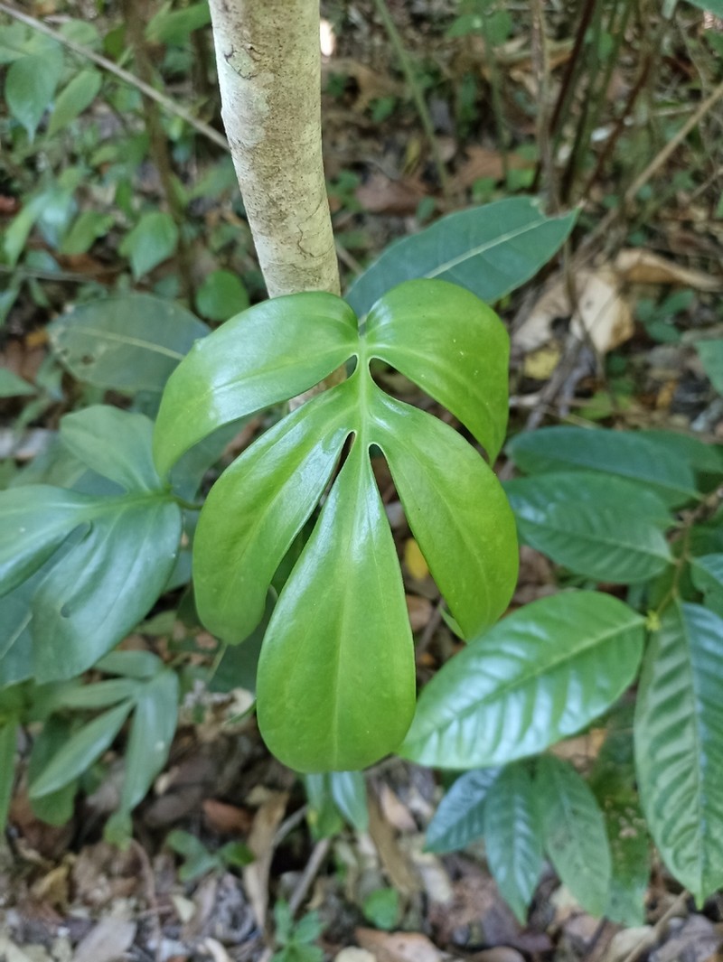 Amydrium zippelianum photo 7