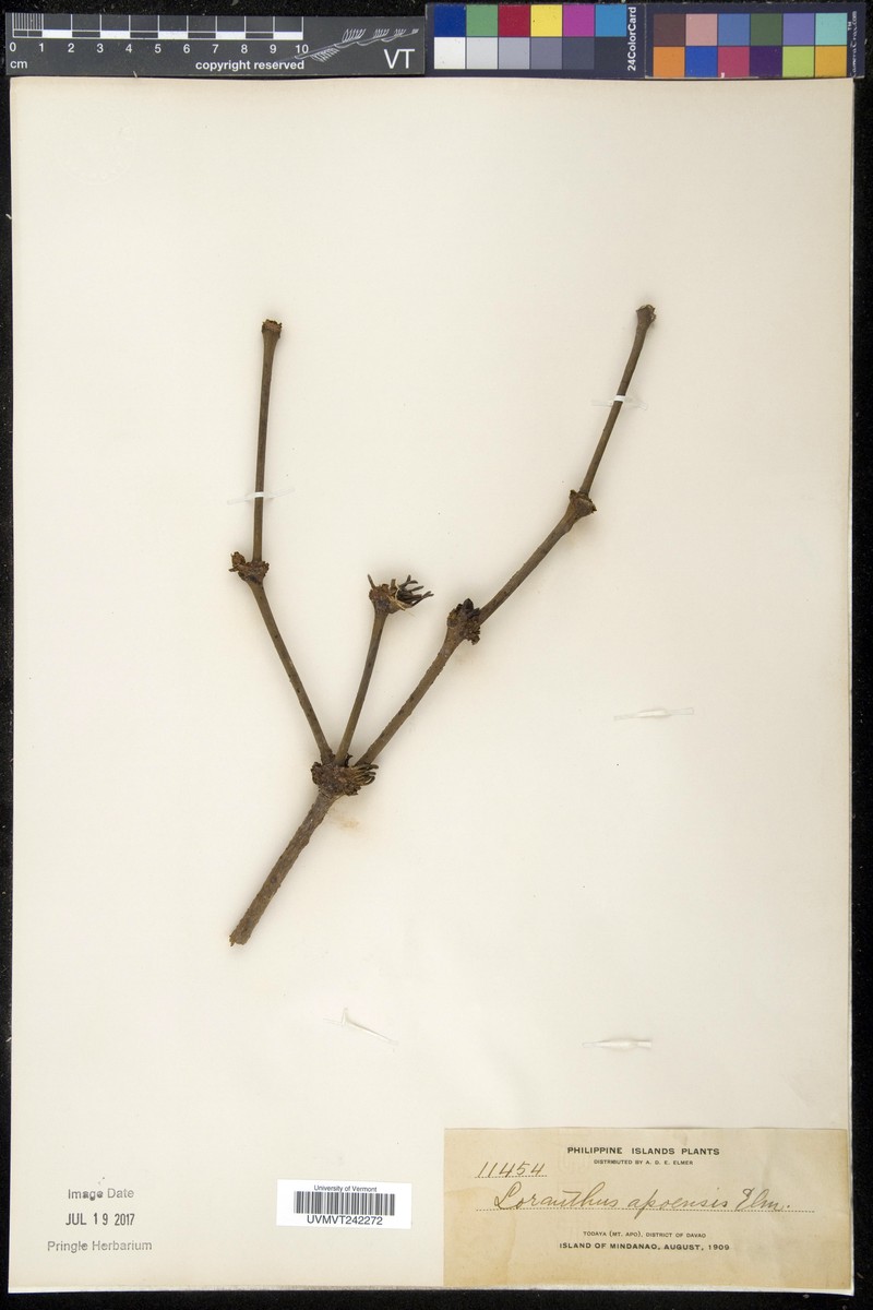 Amyema apoensis