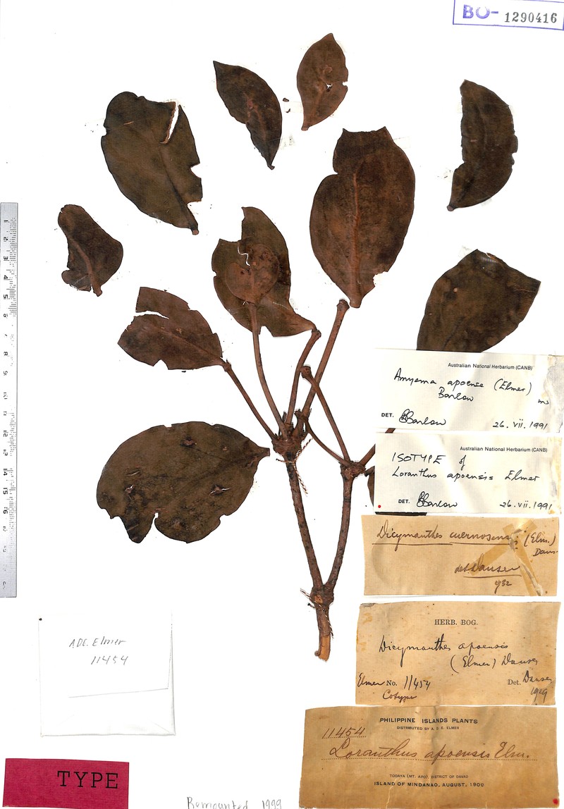 Amyema apoensis photo 2