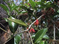 Amyema artensis