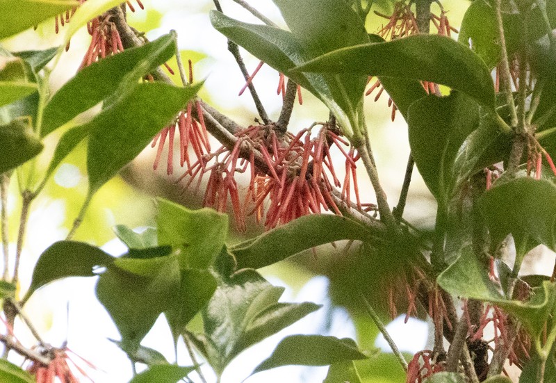 Amyema artensis photo 2
