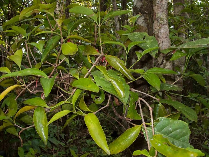 Amyema artensis photo 3