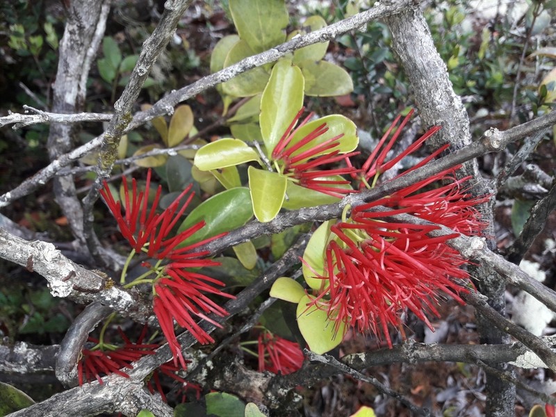 Amyema artensis photo 4
