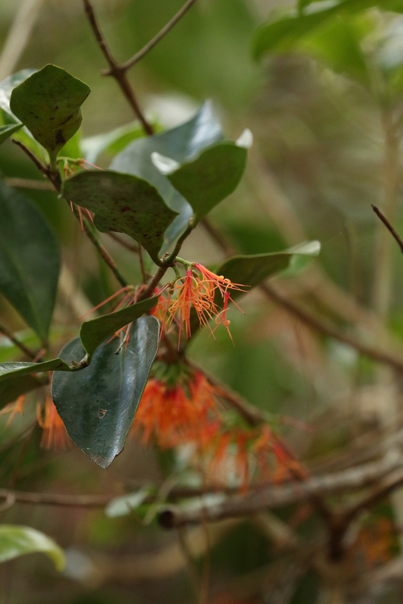 Amyema artensis photo 5