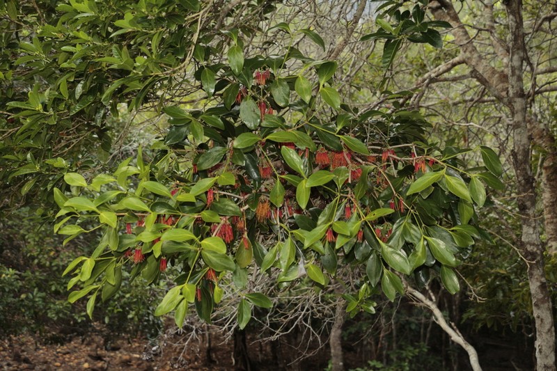 Amyema artensis photo 6