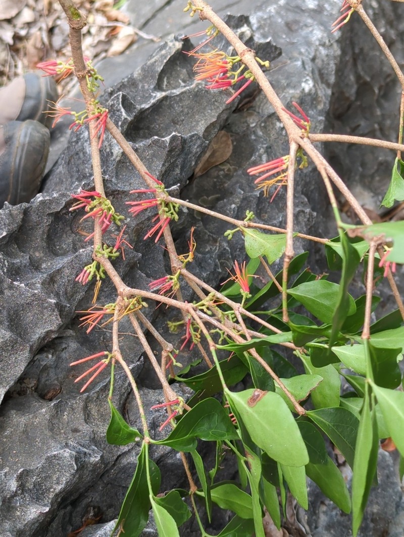 Amyema artensis photo 7
