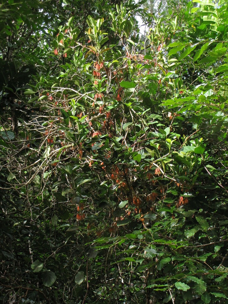 Amyema artensis photo 8