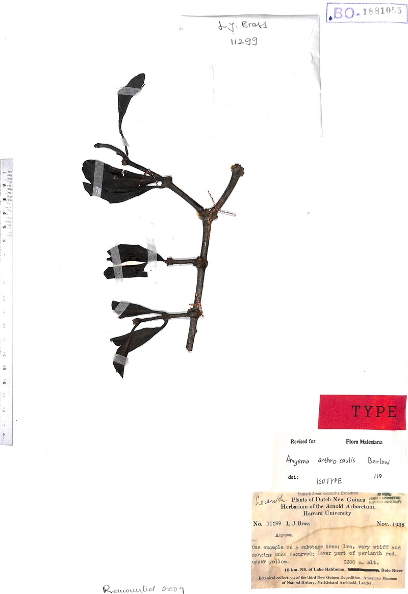 Amyema arthrocaulis