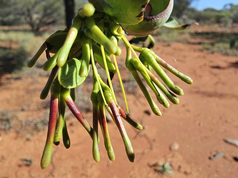 Amyema benthamii photo 4