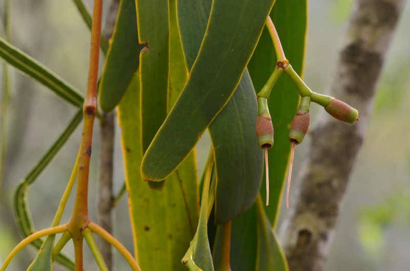 Amyema bifurcata