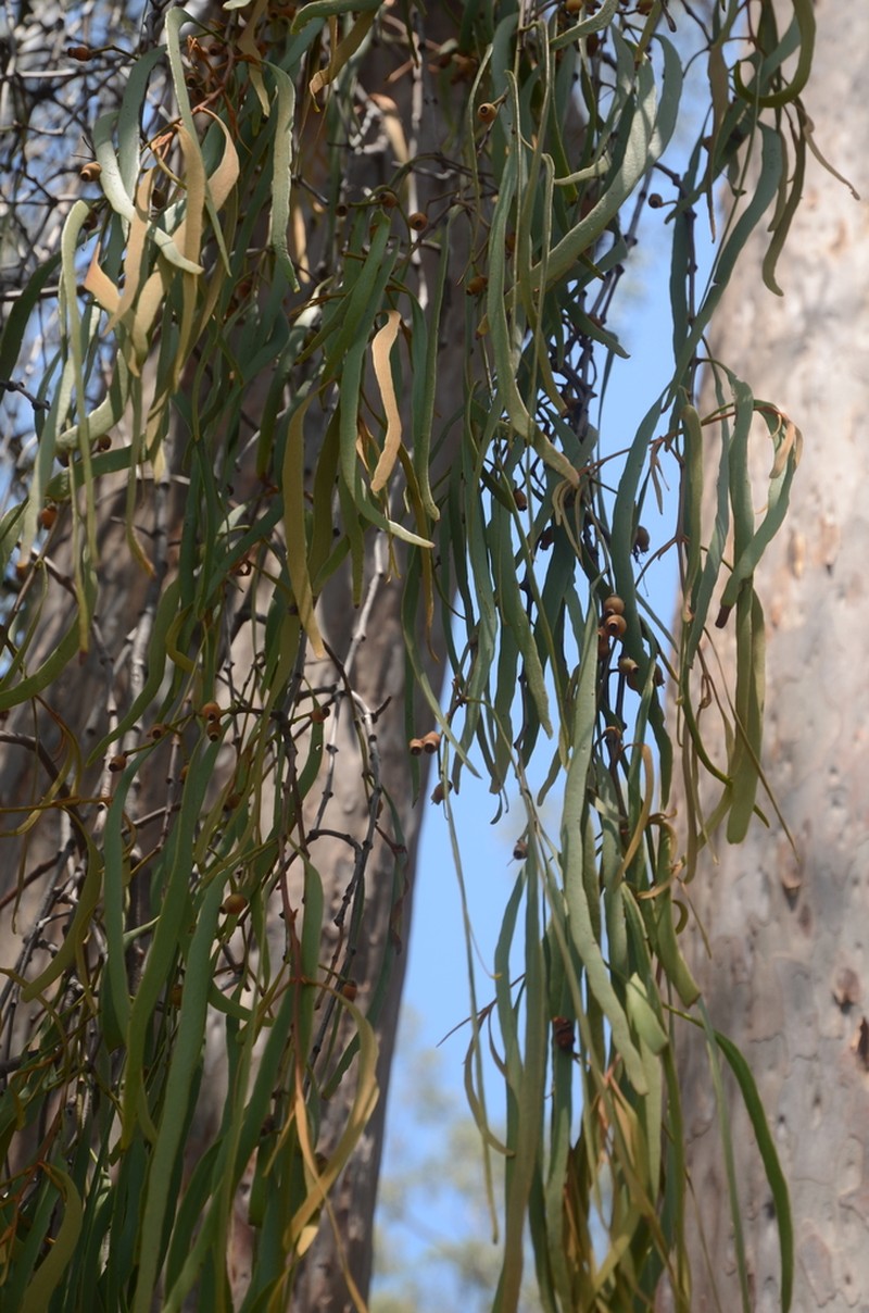 Amyema bifurcata photo 3