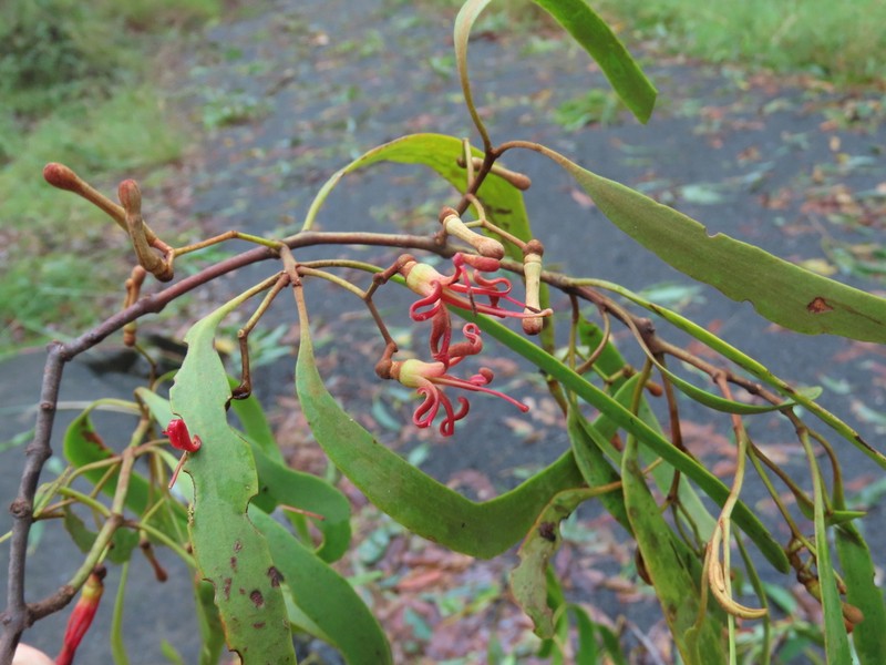 Amyema bifurcata photo 4