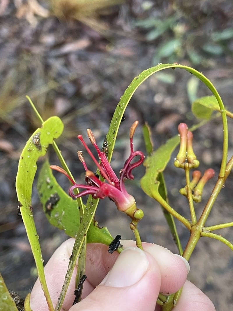 Amyema bifurcata photo 5