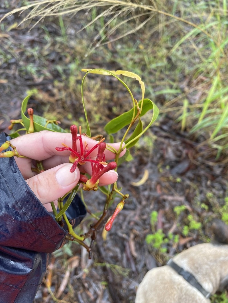 Amyema bifurcata photo 6