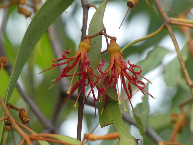 Amyema bifurcata photo 7
