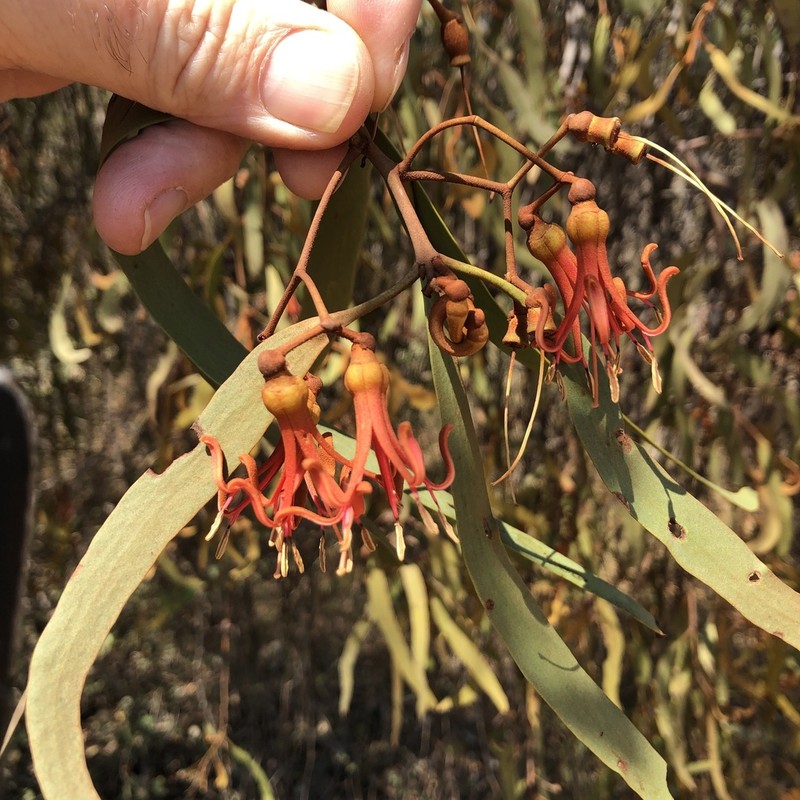 Amyema bifurcata photo 8