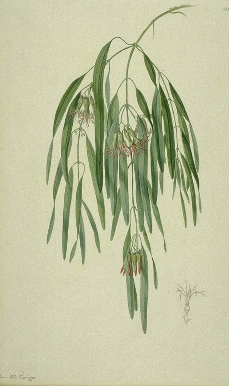 Amyema biniflora