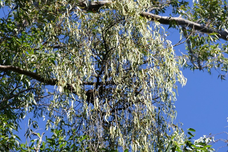 Amyema biniflora photo 4